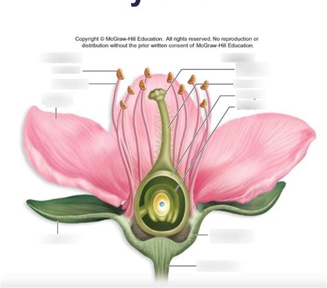 female flower organs figgerits|Female flower organs [ Figgerits Answers ] .
